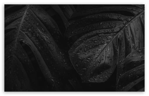 Raindrops on Tropical Leaves Black and White UltraHD Wallpaper for UHD 16:9 ; HD 16:9 ; UltraWide 21:9 24:10 32:9 32:10 ; Widescreen 16:10 ; Tablet 1:1 ; Dual 16:10 16:9 ;
