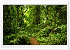 Rainforest Ultra HD Wallpaper for 4K UHD Widescreen desktop, tablet & smartphone