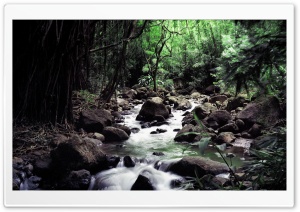 Rainforest Creek Ultra HD Wallpaper for 4K UHD Widescreen desktop, tablet & smartphone