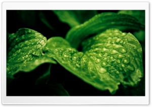 Rainforest Drops Ultra HD Wallpaper for 4K UHD Widescreen desktop, tablet & smartphone