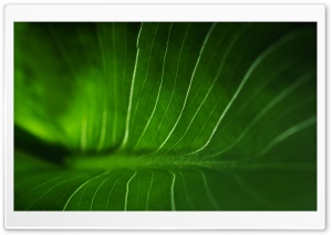 Rainforest Leaf Ultra HD Wallpaper for 4K UHD Widescreen desktop, tablet & smartphone