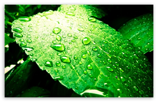 Rains Leaf UltraHD Wallpaper for UHD 16:9 2160p 1440p 1080p 900p 720p ; 8K UHD TV 16:9 Ultra High Definition 2160p 1440p 1080p 900p 720p ; Widescreen 16:10 5:3 WHXGA WQXGA WUXGA WXGA WGA ; Fullscreen 4:3 UXGA XGA SVGA ;