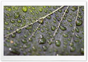 Rainy Bokeh Ultra HD Wallpaper for 4K UHD Widescreen desktop, tablet & smartphone