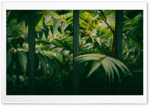 Rainy Day 4K UHD Wallpaper for Widescreen and UltraWide Desktop, UltraHD TV, Smartphone, Tablet