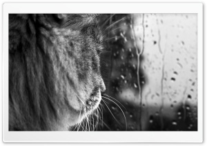 Rainy Day BW Ultra HD Wallpaper for 4K UHD Widescreen desktop, tablet & smartphone