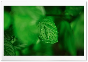 Rainy Morning Ultra HD Wallpaper for 4K UHD Widescreen desktop, tablet & smartphone