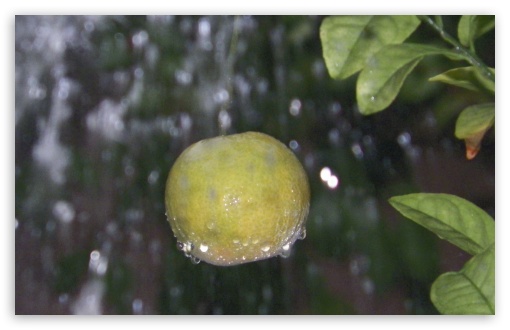 Rainy Orange UltraHD Wallpaper for Widescreen 16:10 ; Fullscreen 4:3 ;