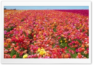 Ranunculus Field Ultra HD Wallpaper for 4K UHD Widescreen desktop, tablet & smartphone