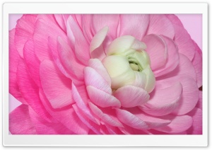 Ranunculus Pink Perfection Flower Macro 4K UHD Wallpaper for Widescreen and UltraWide Desktop, UltraHD TV, Smartphone, Tablet