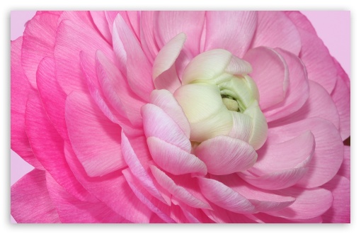 Ranunculus Pink Perfection Flower Macro UltraHD Wallpaper for UHD 16:9 ; HD 16:9 ; UltraWide 21:9 24:10 32:9 32:10 ; Widescreen 16:10 5:3 ; Fullscreen 4:3 5:4 3:2 ; Tablet 1:1 ; Mobile 9:16 9:19.5 9:20 9:21 9:22 10:16 2:3 3:5 3:4 ; Dual 16:10 5:3 16:9 4:3 5:4 3:2 ;