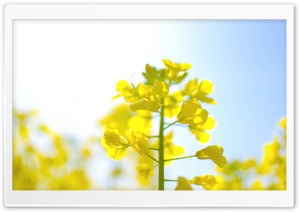Rape Blossoms Ultra HD Wallpaper for 4K UHD Widescreen desktop, tablet & smartphone
