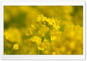 Rape Blossoms Close-up Ultra HD Wallpaper for 4K UHD Widescreen desktop, tablet & smartphone