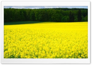 Rapeseed Blossoms Ultra HD Wallpaper for 4K UHD Widescreen desktop, tablet & smartphone
