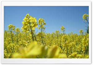 Rapeseed Field 4K UHD Wallpaper for Widescreen and UltraWide Desktop, UltraHD TV, Smartphone, Tablet