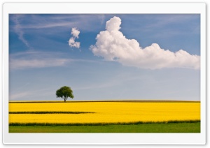Rapeseed Field with Lone Tree 4K UHD Wallpaper for Widescreen and UltraWide Desktop, UltraHD TV, Smartphone, Tablet