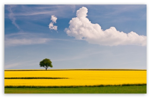 Rapeseed Field with Lone Tree UltraHD Wallpaper for UHD 16:9 ; HD 16:9 ; UltraWide 32:9 32:10 ; Widescreen 16:10 5:3 ; Fullscreen 4:3 5:4 3:2 ; Tablet 1:1 ; Mobile 3:5 3:4 ; Dual 16:10 5:3 16:9 4:3 5:4 ;