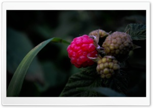 Raspberries. Ultra HD Wallpaper for 4K UHD Widescreen desktop, tablet & smartphone