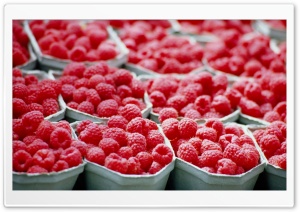Raspberries - Food Ultra HD Wallpaper for 4K UHD Widescreen desktop, tablet & smartphone