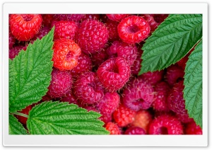 Raspberries, Fruits, Delicious, Fresh, Organic, Summer, Green Leaves 4K UHD Wallpaper for Widescreen and UltraWide Desktop, UltraHD TV, Smartphone, Tablet