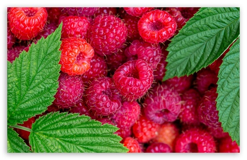 Raspberries, Fruits, Delicious, Fresh, Organic, Summer, Green Leaves UltraHD Wallpaper for UHD 16:9 ; HD 16:9 ; UltraWide 21:9 24:10 ; Widescreen 16:10 5:3 ; Fullscreen 4:3 5:4 3:2 ; Tablet 1:1 ;
