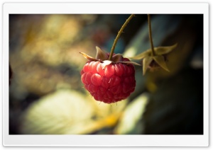 Raspberry Ultra HD Wallpaper for 4K UHD Widescreen desktop, tablet & smartphone