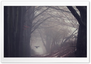 Raven Bird Flying, Trees, Path, Gloomy, Winter Ultra HD Wallpaper for 4K UHD Widescreen desktop, tablet & smartphone