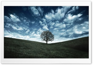 Raven Tree Ultra HD Wallpaper for 4K UHD Widescreen desktop, tablet & smartphone