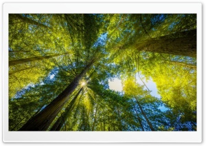 Rays Forest Ultra HD Wallpaper for 4K UHD Widescreen desktop, tablet & smartphone