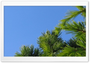 Reach For The Sky 4K UHD Wallpaper for Widescreen and UltraWide Desktop, UltraHD TV, Smartphone, Tablet