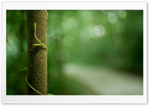 Reaching Up Ultra HD Wallpaper for 4K UHD Widescreen desktop, tablet & smartphone