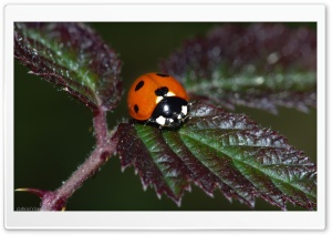 Real Ladybug Ultra HD Wallpaper for 4K UHD Widescreen desktop, tablet & smartphone