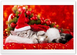 Really cute Christmas kitten Ultra HD Wallpaper for 4K UHD Widescreen desktop, tablet & smartphone