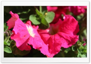 Red Ultra HD Wallpaper for 4K UHD Widescreen desktop, tablet & smartphone