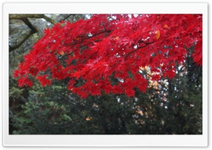 Red Acer Tree Ultra HD Wallpaper for 4K UHD Widescreen desktop, tablet & smartphone