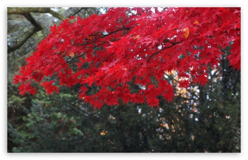 Red Acer Tree UltraHD Wallpaper for UHD 16:9 2160p 1440p 1080p 900p 720p ; 8K UHD TV 16:9 Ultra High Definition 2160p 1440p 1080p 900p 720p ; Widescreen 16:10 5:3 WHXGA WQXGA WUXGA WXGA WGA ; Fullscreen 4:3 5:4 3:2 UXGA XGA SVGA QSXGA SXGA DVGA HVGA HQVGA ( Apple PowerBook G4 iPhone 4 3G 3GS iPod Touch ) ; Tablet 1:1 ; Mobile 3:5 3:4 - ;