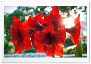 Red Amarylis Flowers Ultra HD Wallpaper for 4K UHD Widescreen desktop, tablet & smartphone