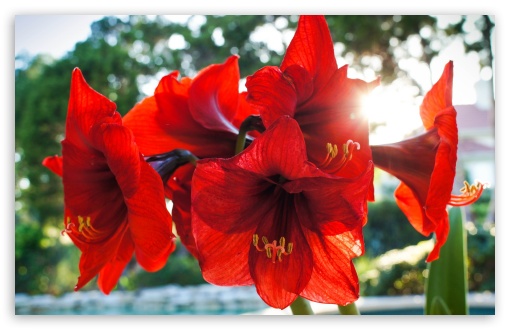 Red Amarylis Flowers UltraHD Wallpaper for Widescreen 16:10 ;