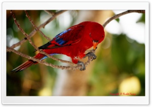 Red and Blue Bird Ultra HD Wallpaper for 4K UHD Widescreen desktop, tablet & smartphone