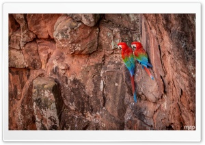 Red-and-green Macaw, Ara, Parrots, Wildlife, Tropical Birds, Habitat, Parrots 4K UHD Wallpaper for Widescreen and UltraWide Desktop, UltraHD TV, Smartphone, Tablet