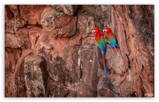 Red-and-green Macaw, Ara, Parrots, Wildlife, Tropical Birds, Habitat, Parrots UltraHD Wallpaper for UHD 16:9 ; HD 16:9 ; Widescreen 16:10 5:3 ; Fullscreen 4:3 5:4 3:2 ; Tablet 1:1 ;