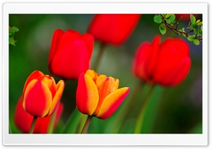 Red And Orange Tulips Ultra HD Wallpaper for 4K UHD Widescreen desktop, tablet & smartphone