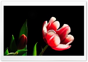 Red and White Tulip, Green Leaves Ultra HD Wallpaper for 4K UHD Widescreen desktop, tablet & smartphone