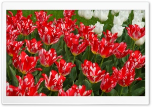 Red and White Tulips Ultra HD Wallpaper for 4K UHD Widescreen desktop, tablet & smartphone
