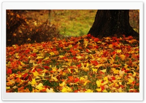 Red And Yellow Autumn Leaves Ultra HD Wallpaper for 4K UHD Widescreen desktop, tablet & smartphone