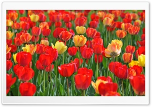 Red and Yellow Tulips Ultra HD Wallpaper for 4K UHD Widescreen desktop, tablet & smartphone