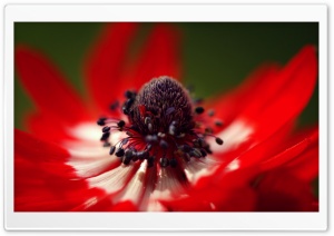 Red Anemone Macro Ultra HD Wallpaper for 4K UHD Widescreen desktop, tablet & smartphone