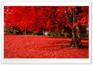 Red Autumn Ultra HD Wallpaper for 4K UHD Widescreen desktop, tablet & smartphone