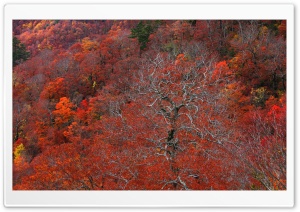 Red Autumn Forest 4K UHD Wallpaper for Widescreen and UltraWide Desktop, UltraHD TV, Smartphone, Tablet
