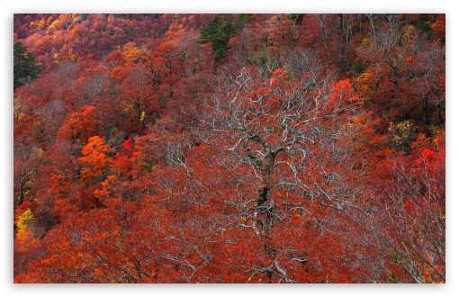 Red Autumn Forest UltraHD Wallpaper for UHD 16:9 ; HD 16:9 ; UltraWide 21:9 24:10 32:9 32:10 ; Widescreen 16:10 5:3 ; Fullscreen 4:3 5:4 3:2 ; Tablet 1:1 ; Mobile 9:16 9:19.5 9:20 9:21 9:22 10:16 2:3 3:5 3:4 ; Dual 16:10 5:3 16:9 4:3 5:4 3:2 ;