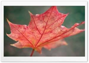 Red Autumn Leaf Ultra HD Wallpaper for 4K UHD Widescreen desktop, tablet & smartphone